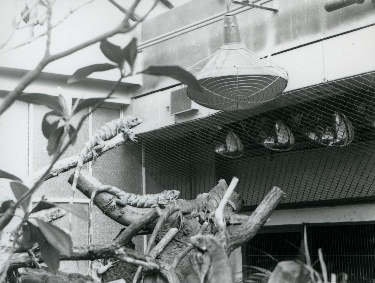 Iguanas basking on branches, enjoying the artificial sunlight in their enclosure, London Zoo, August 1928 by Frederick William Bond