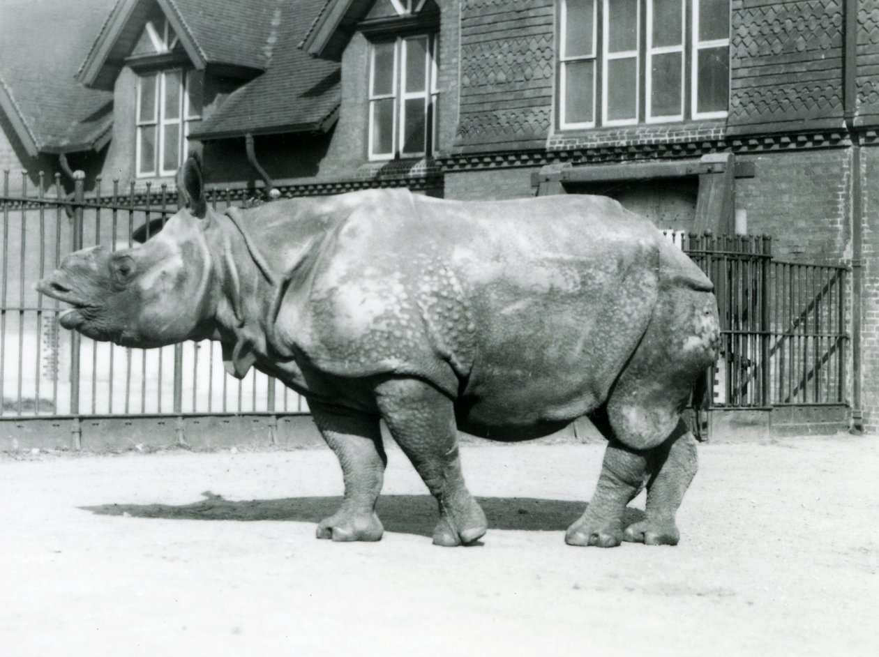 Indian Rhinoceros Felix standing in his paddock at London Zoo by Frederick William Bond