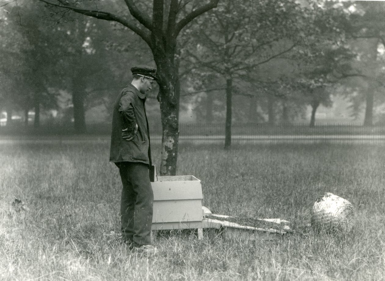 Keeper Brown Moving a Swarm of Honey Bees, London Zoo, July 1926 by Frederick William Bond