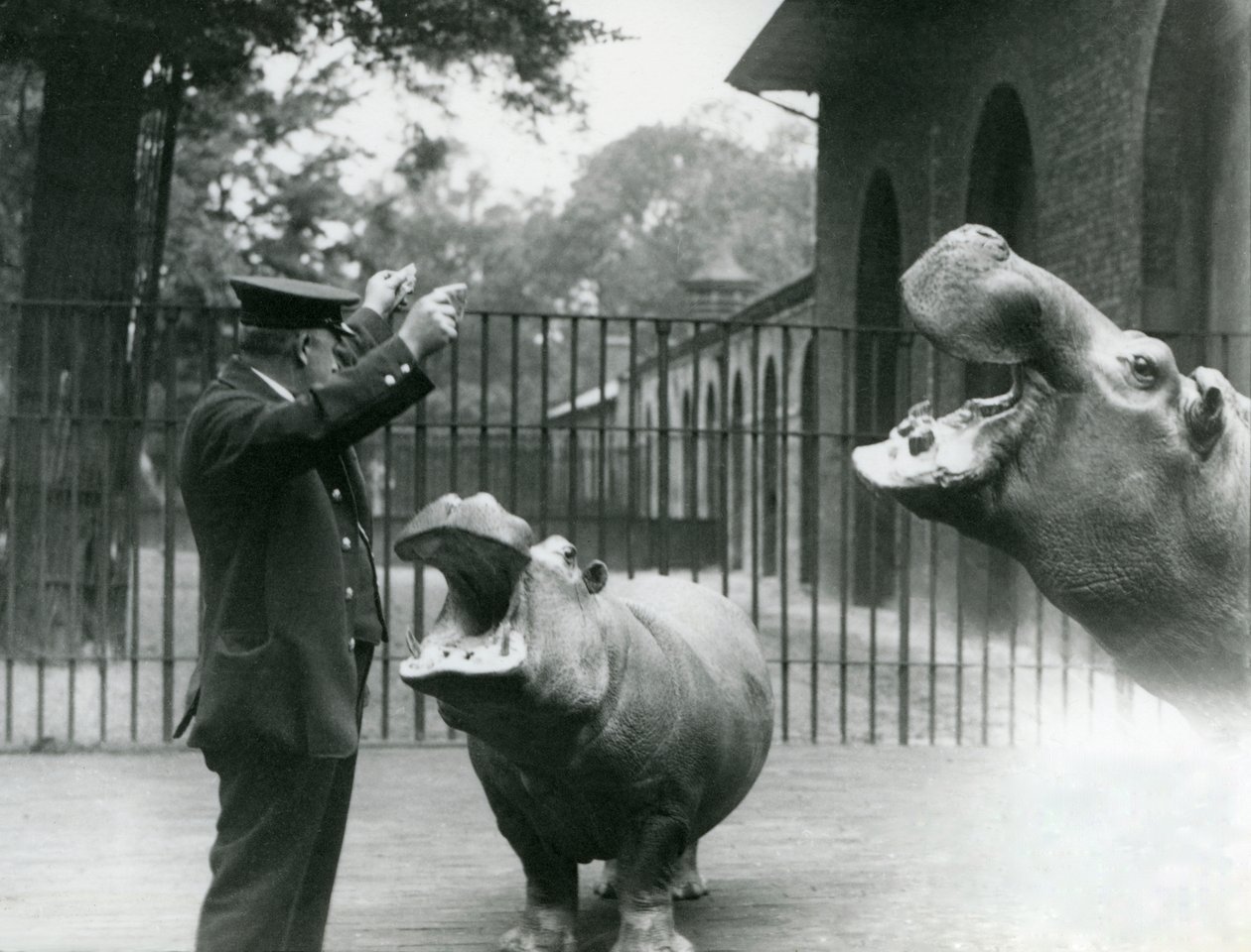 Keeper Ernie Bowman with Hippopotamuses Bobbie and Joan at London Zoo, July 1923 by Frederick William Bond