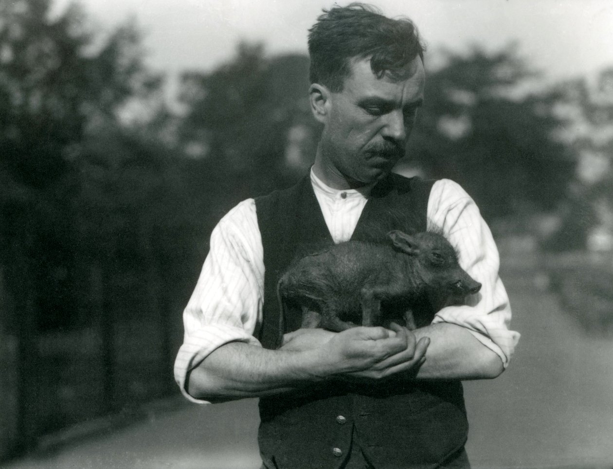 Keeper Harry Warwick Cradles a Baby Warthog in His Arms at London Zoo by Frederick William Bond