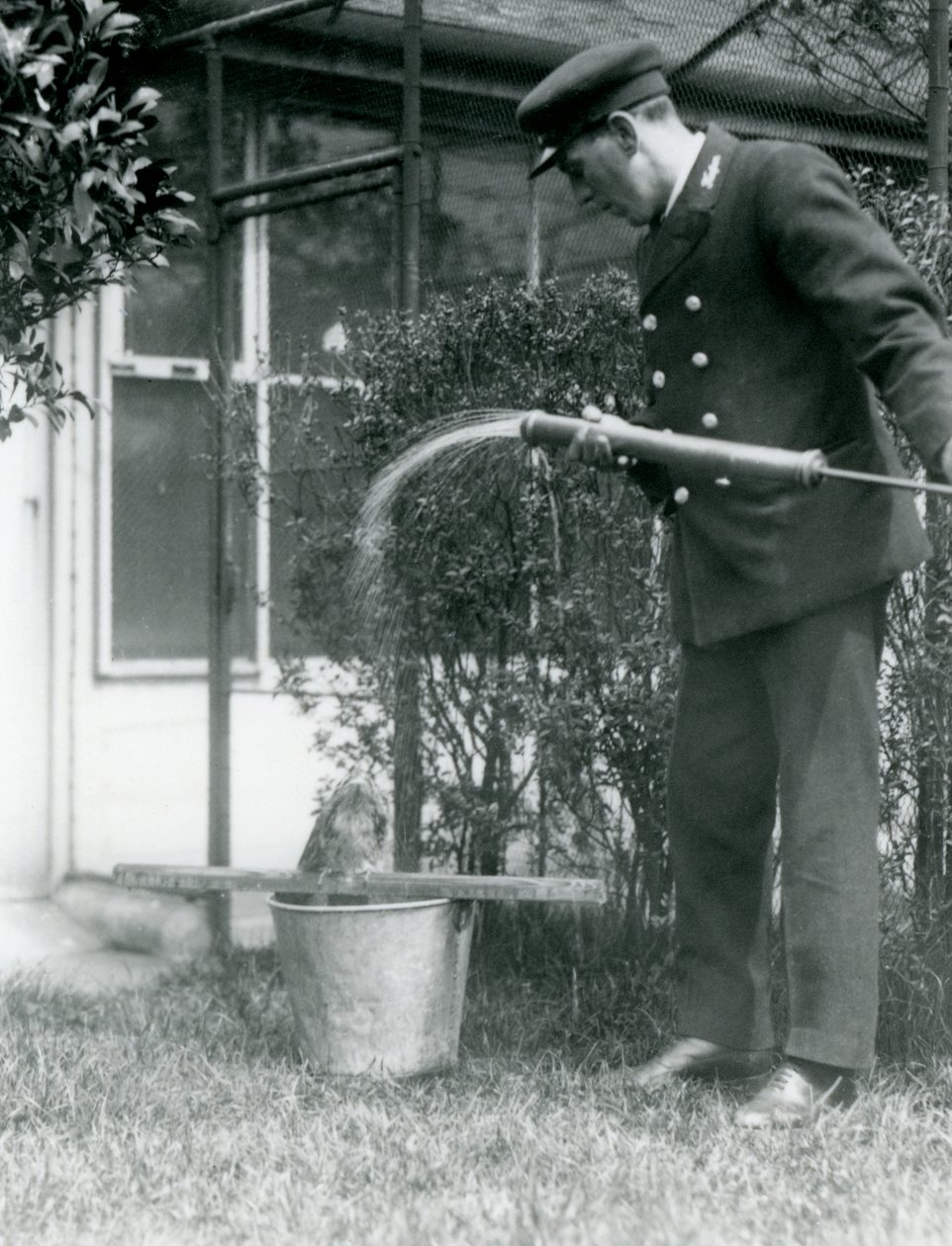 Keeper Thomas Raggett giving a Tawny Frogmouth a shower, London Zoo by Frederick William Bond