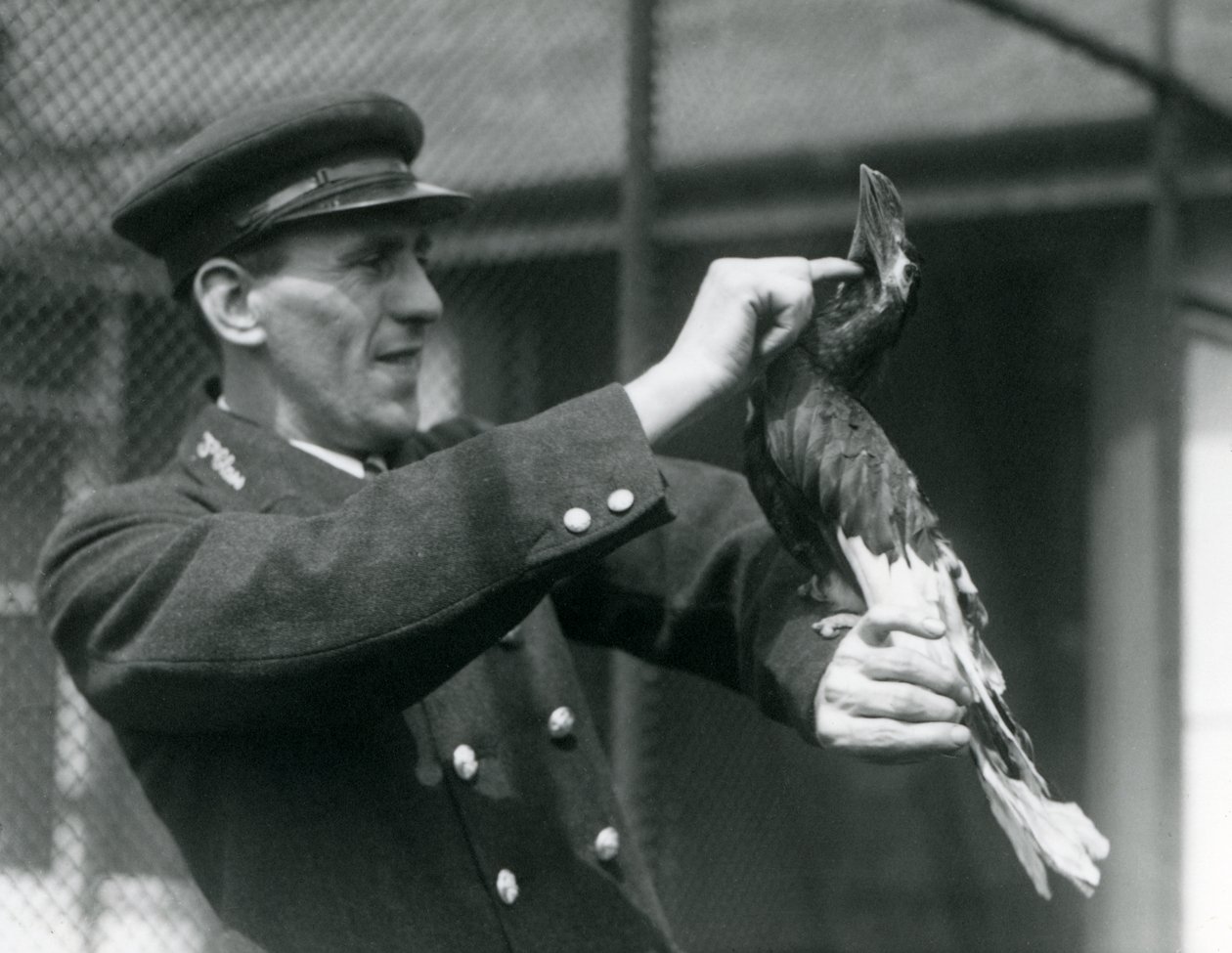 Keeper Thomas Raggett stroking a Great Indian Hornbill under its bill at London Zoo by Frederick William Bond
