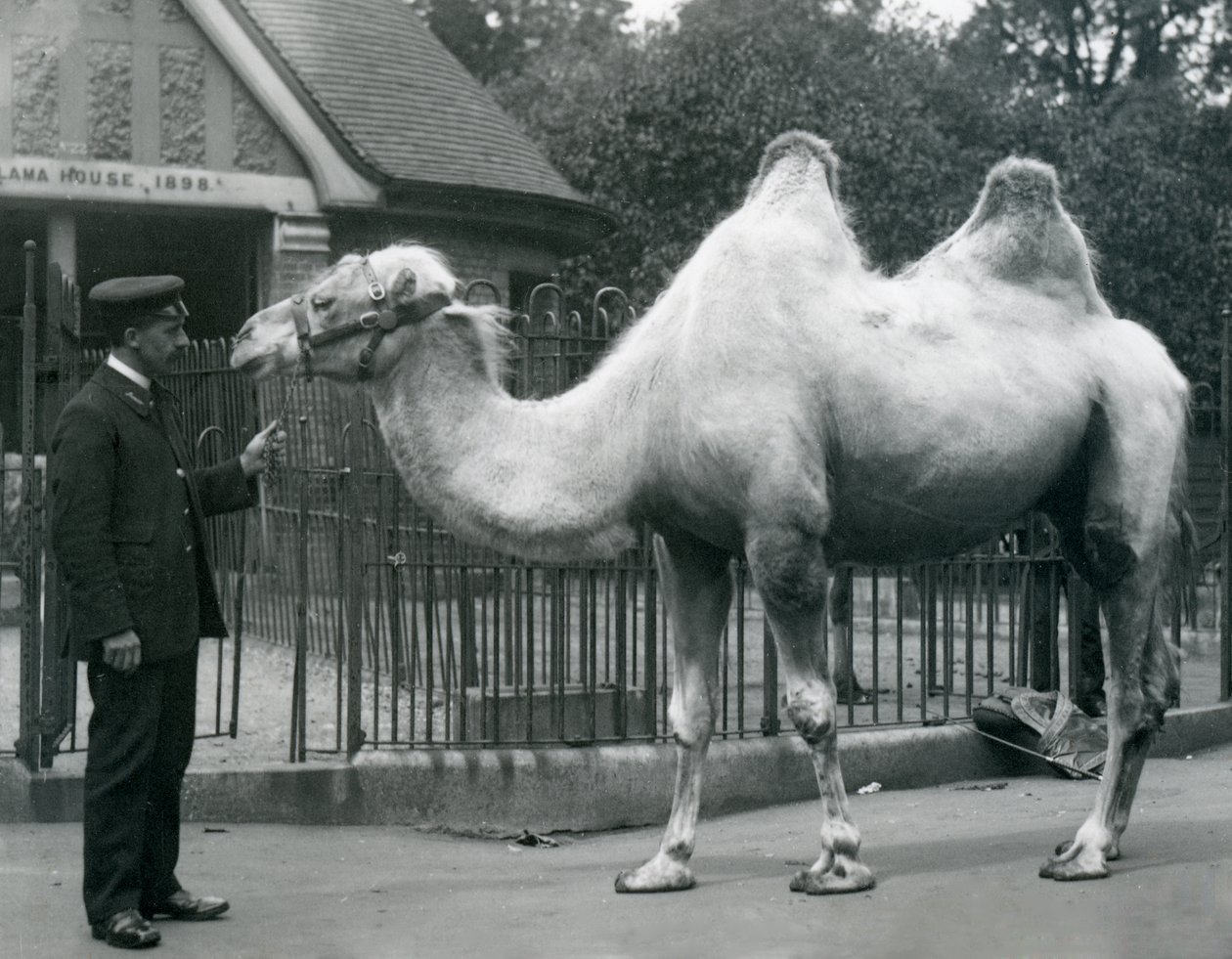 Keeper W. Styles, with a Bactrian Camel, outside the Llama House at London Zoo, July 1914 by Frederick William Bond