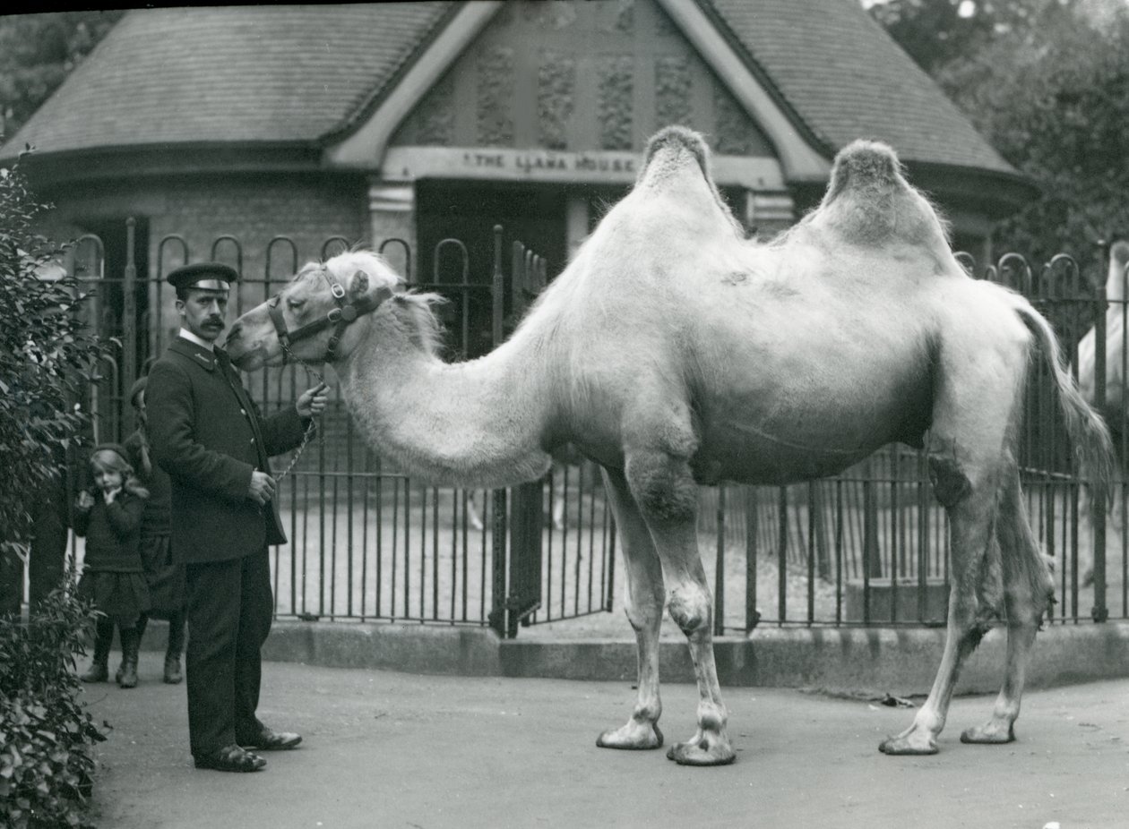 Keeper W. Styles, with a Bactrian Camel, Outside the Llama House at London Zoo, July 1914 by Frederick William Bond