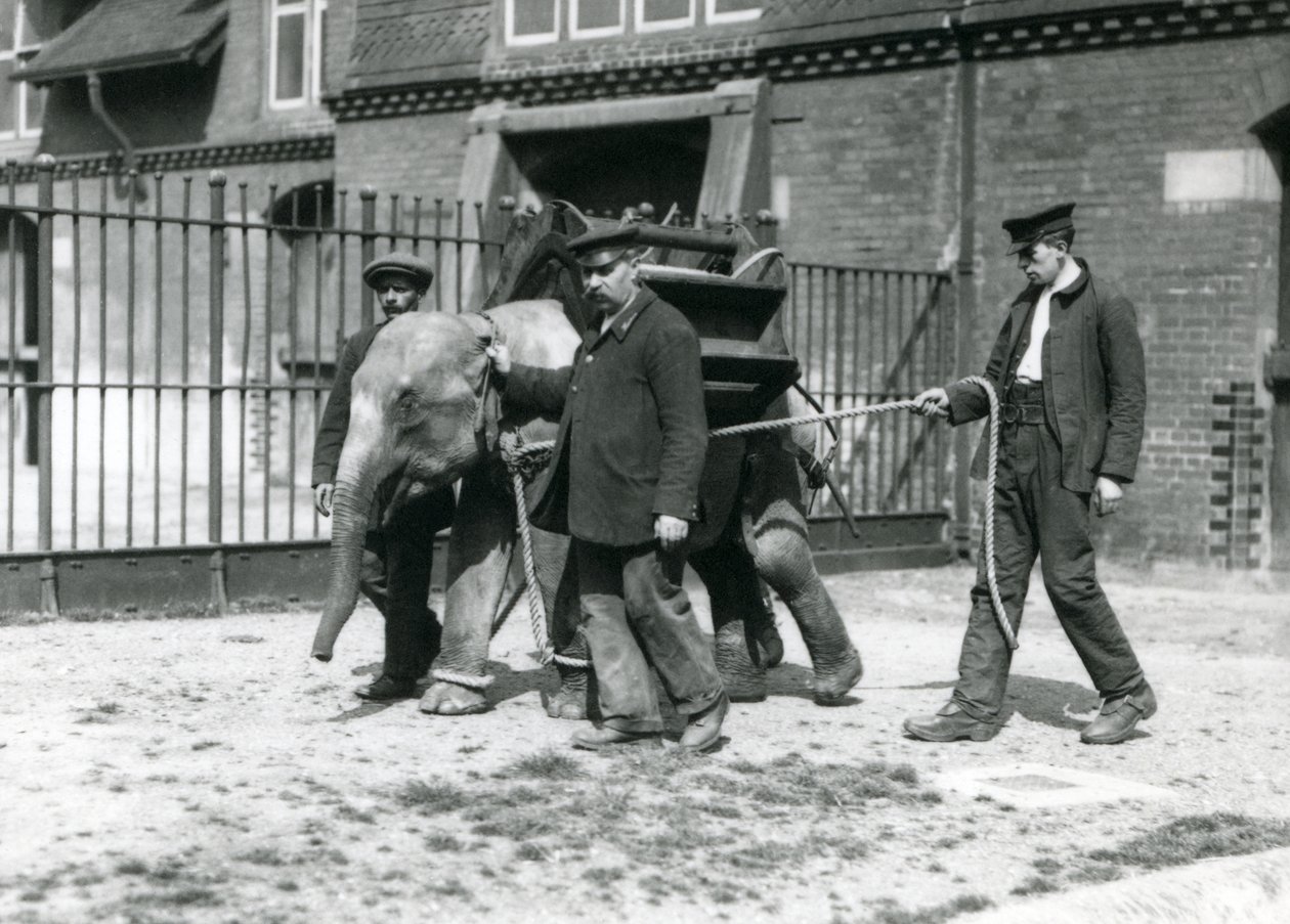 Keepers Jack Milbourne, H Robertson and Thomas train a young Asian Elephant, London Zoo, May 1922 by Frederick William Bond