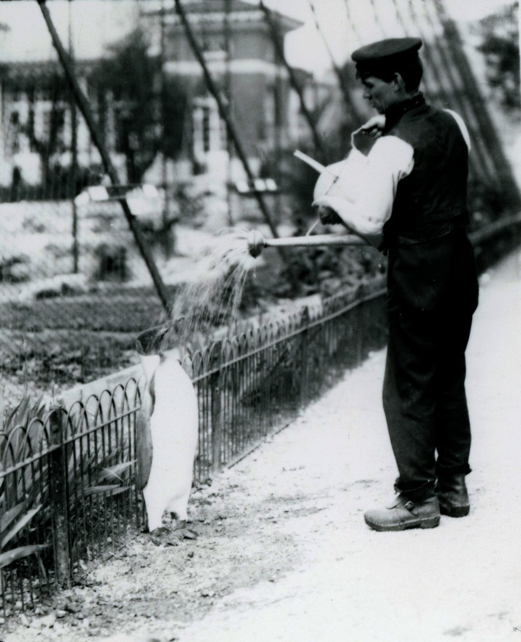 King Penguin, being given a shower, by keeper Harry Munro, with a watering can at London Zoo May 1914. Munro was killed in the First World War, having served in the army, in airships and on anti-submarine patrols by Frederick William Bond