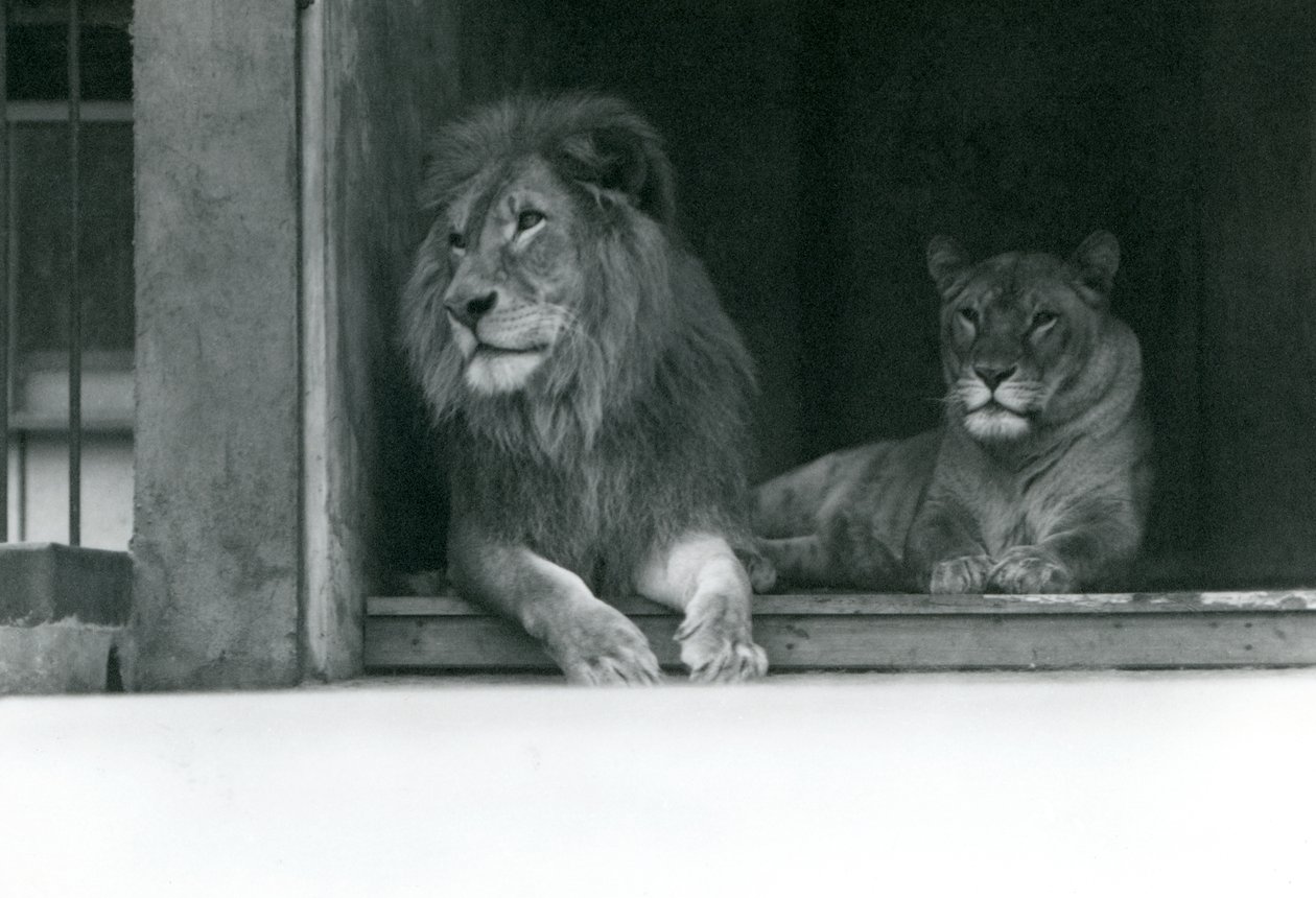 Lion and Lioness Kuja and Caroline at ZSL London Zoo by Frederick William Bond