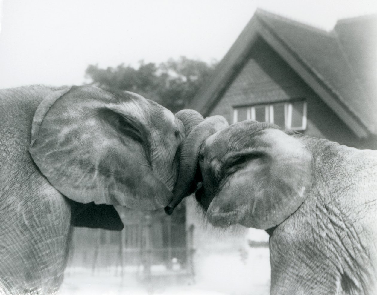 Male African Elephant Kiberenge and Female African Elephant Hango Greet Each Other by Knotting Trunks at London Zoo, October 1927 by Frederick William Bond