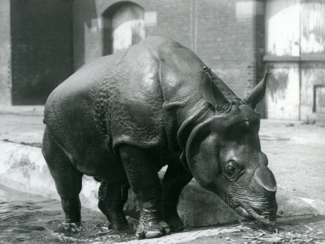 Male Indian Rhinoceros Felix Leaving His Pool at London Zoo in 1928 by Frederick William Bond