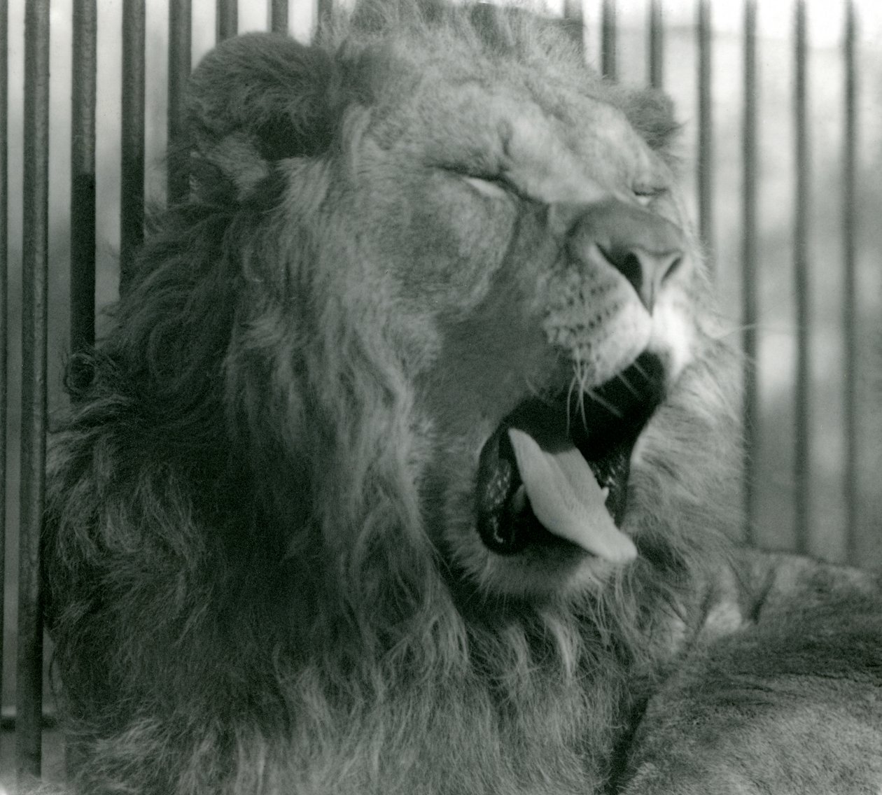 Male Lion, Abdullah, yawns in his enclosure at London Zoo in 1925 by Frederick William Bond