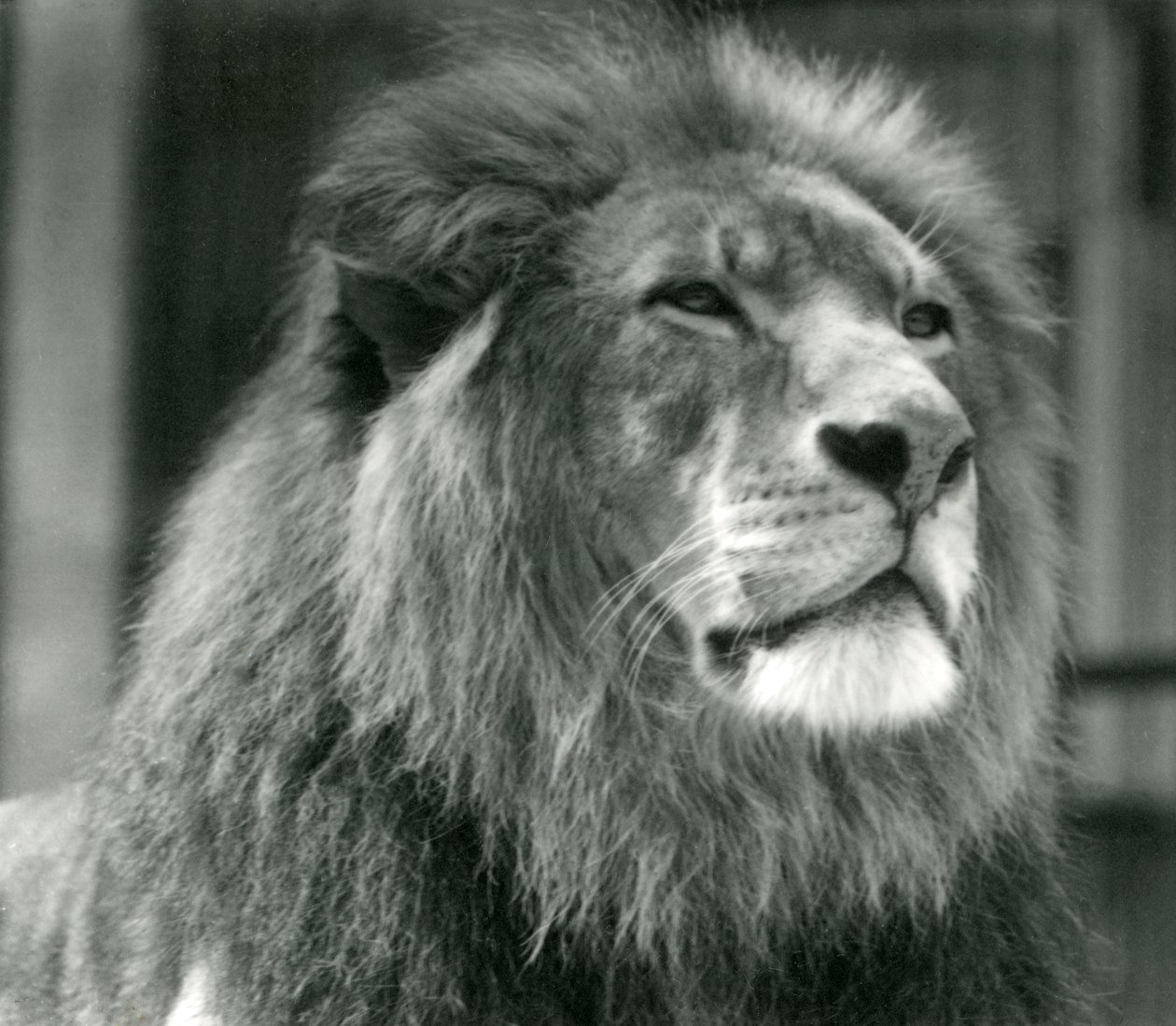 Male Lion Kuja at London Zoo in August 1924 by Frederick William Bond