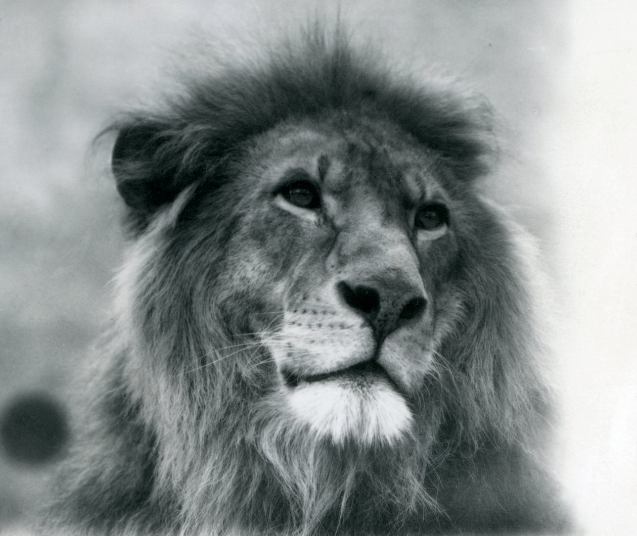 Male Lion Kuja at London Zoo in January 1925 by Frederick William Bond