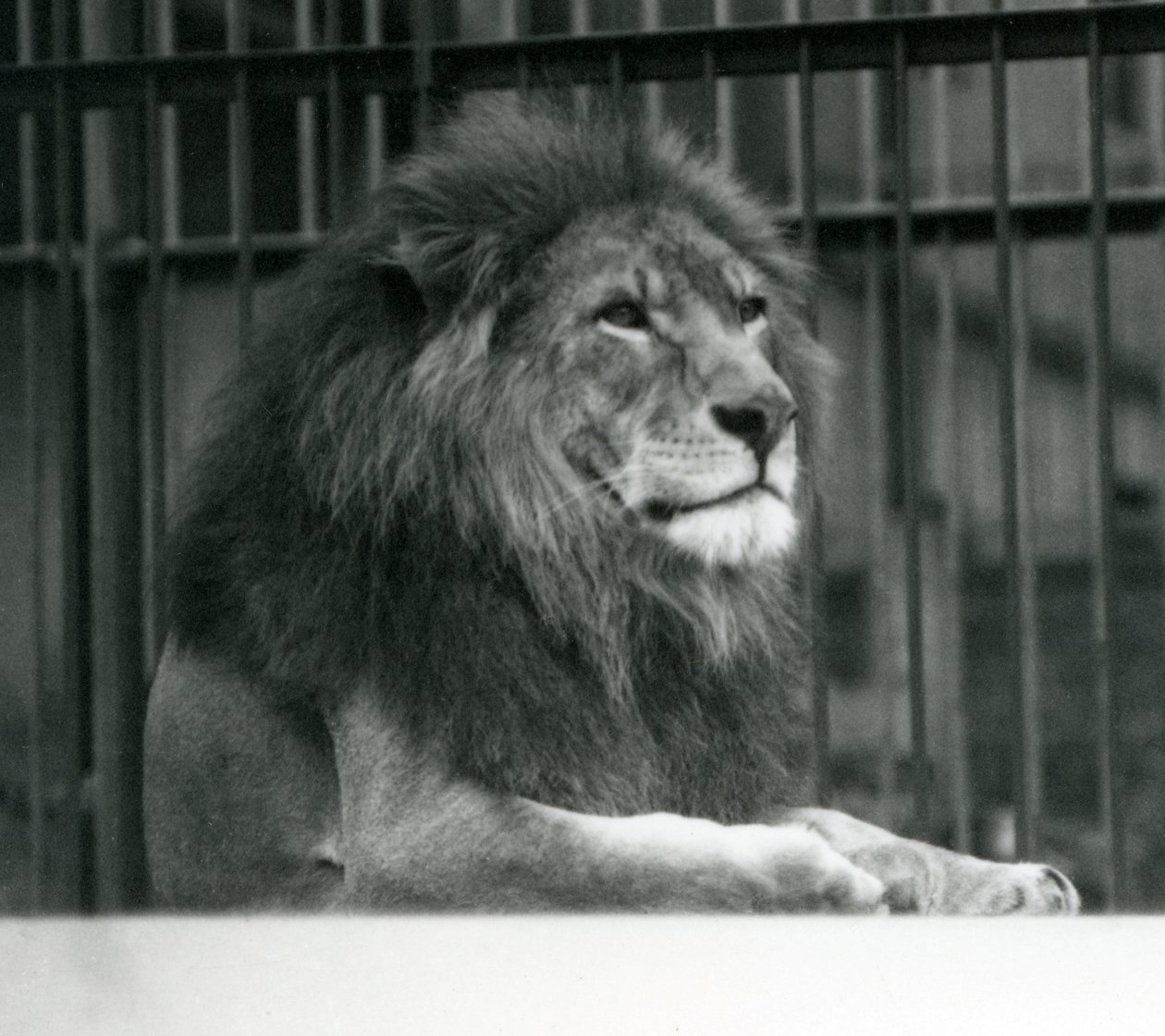 Male Lion 