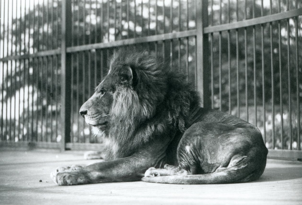 Male Lion Toto Lying in His Enclosure at London Zoo by Frederick William Bond