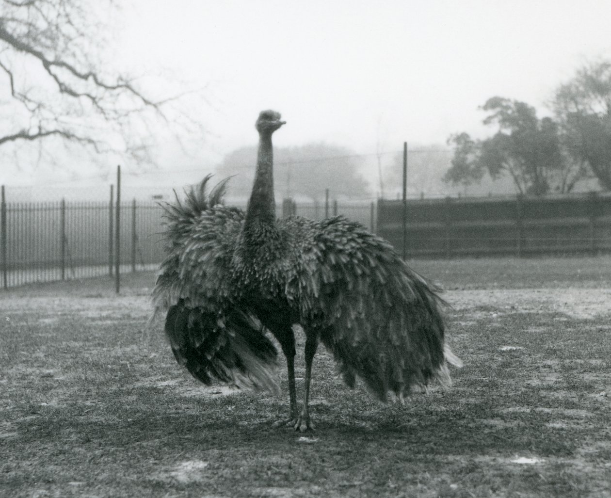 Male call display by a Greater Rhea, London Zoo by Frederick William Bond