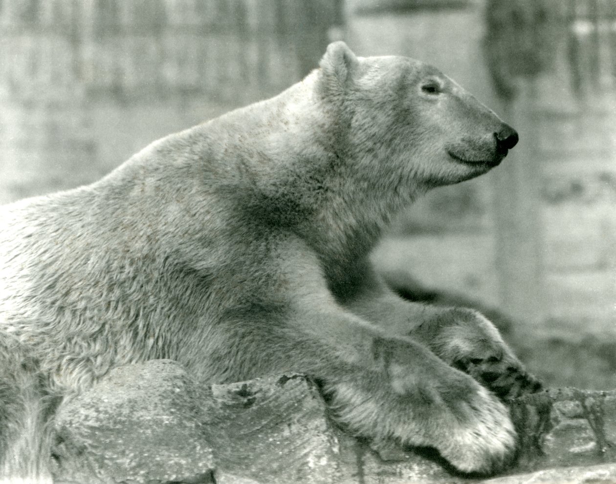 Polar Bear Sam resting on rocks at the Mappin Terraces, London Zoo, before 1930 by Frederick William Bond