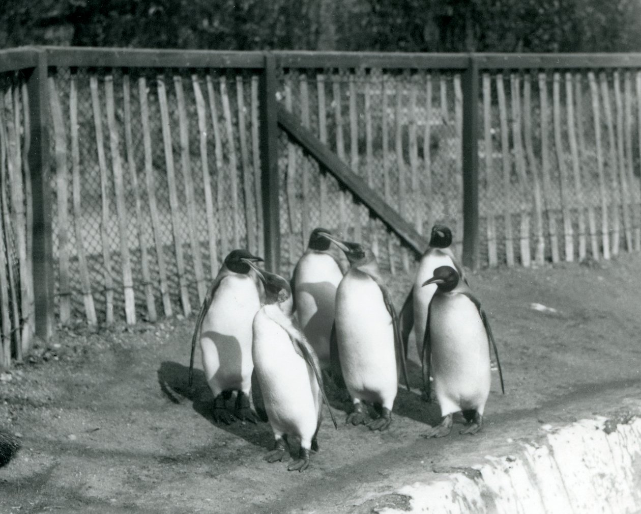 Six King Penguins Walking Beside Their Pool at London Zoo, 1927 by Frederick William Bond