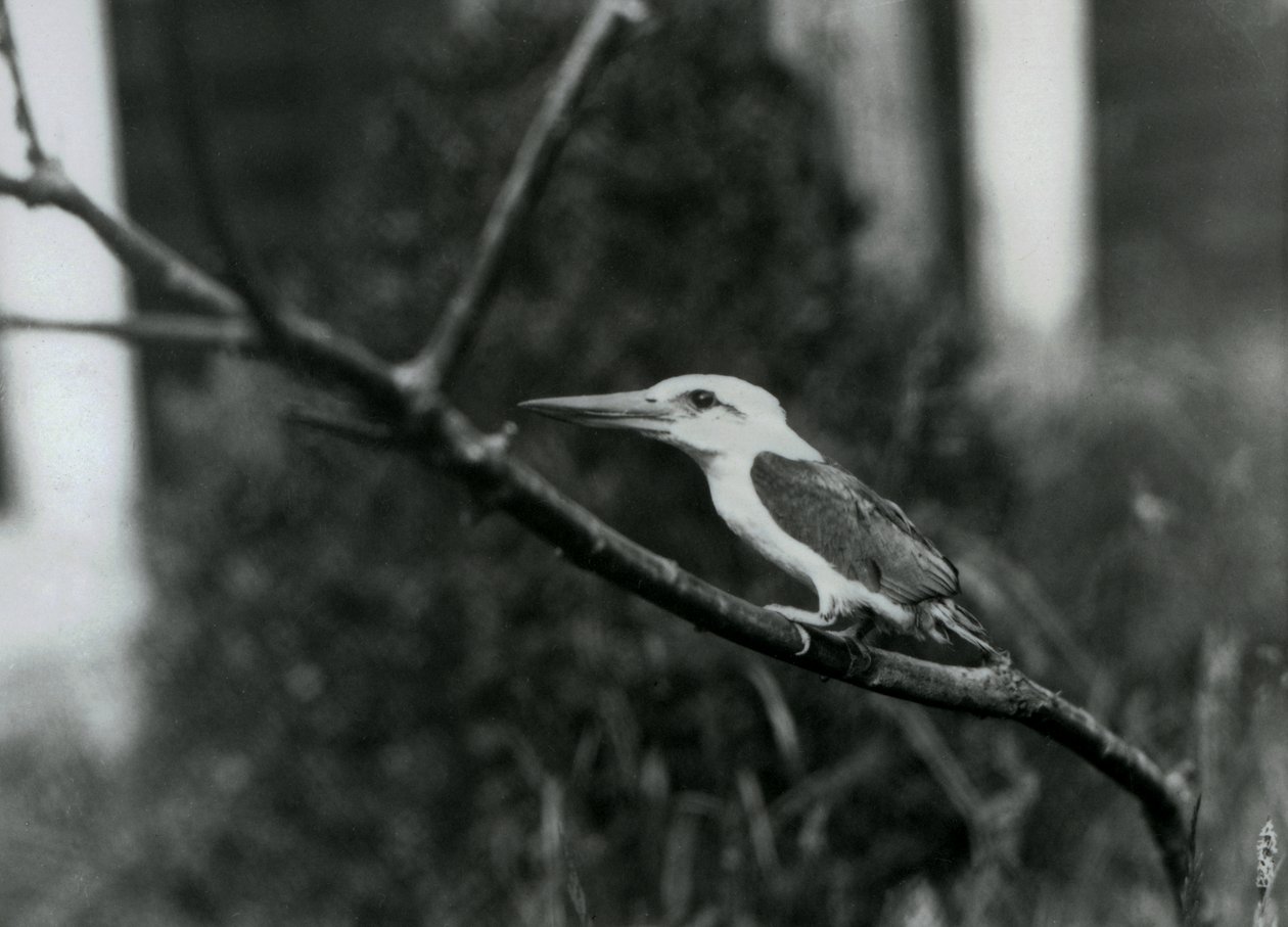 Stork-Billed Kingfisher Resting on a Branch, This Subspecies Is from the Sulu Archipelago in the Philippines, London Zoo by Frederick William Bond