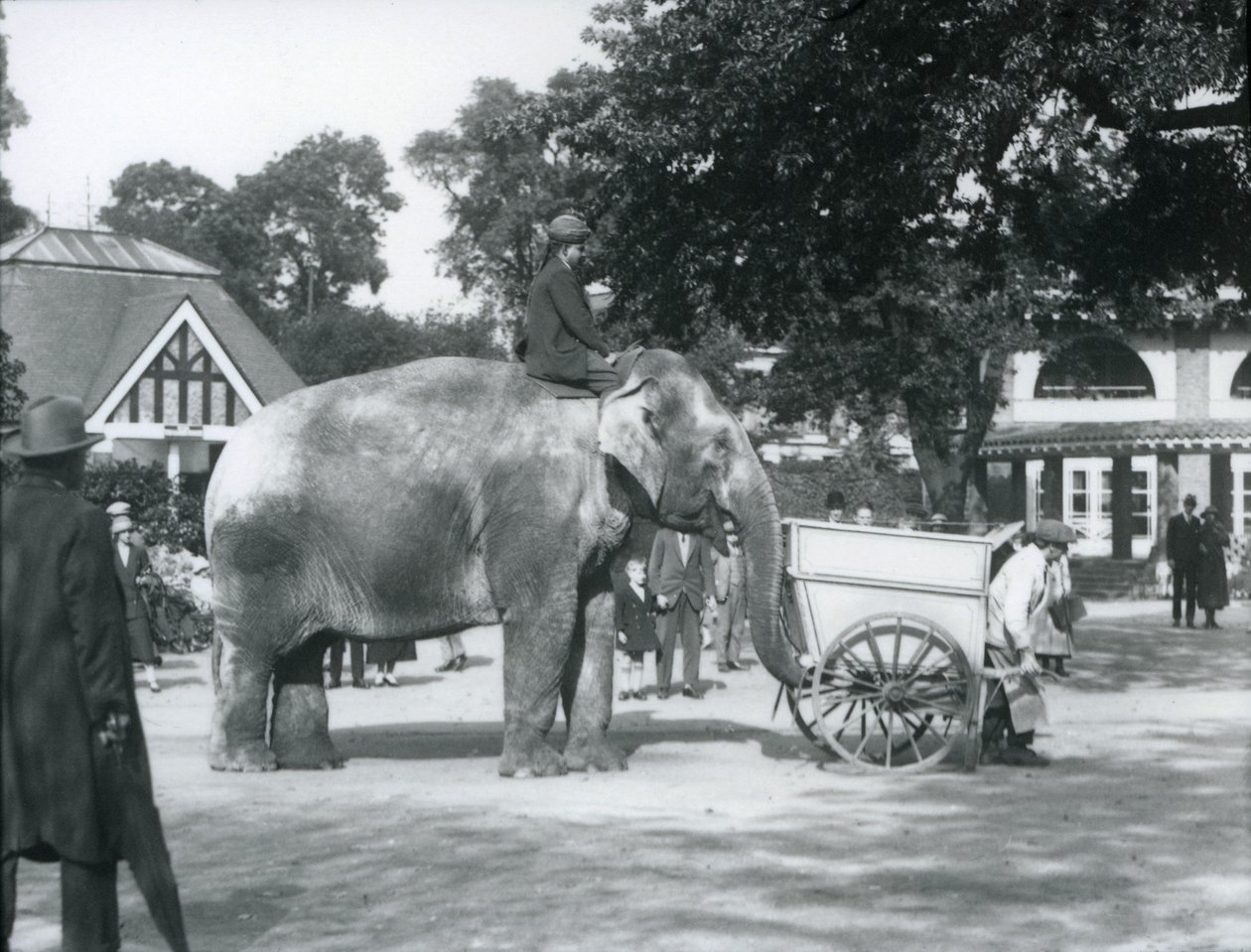 Syed Ali riding Indiarani behind a barrow, London Zoo, October 1925 by Frederick William Bond