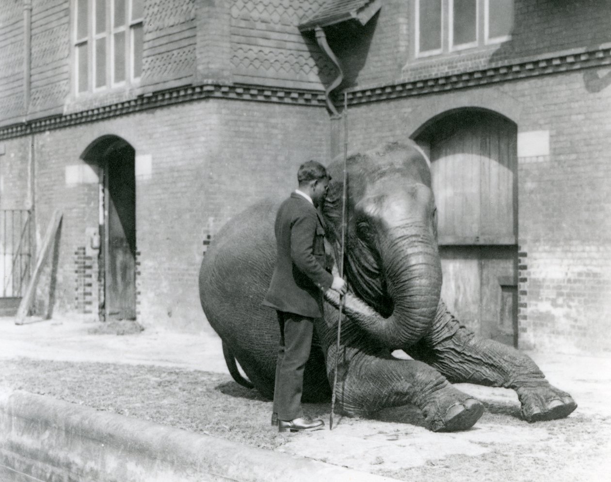 Syed Ali, training Indiarani in front of the Elephant House, London Zoo, August 1923 by Frederick William Bond