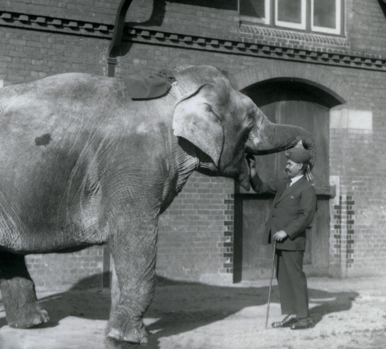 Syed Ali training Indiarani in front of the Elephant House, London Zoo, October 1925 by Frederick William Bond