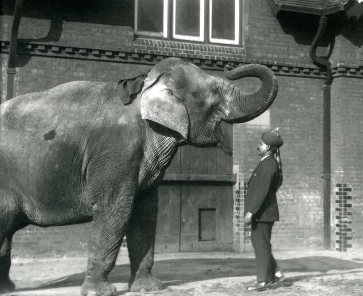 Syed Ali training Indiarani in front of the Elephant House, London Zoo, October 1925 by Frederick William Bond