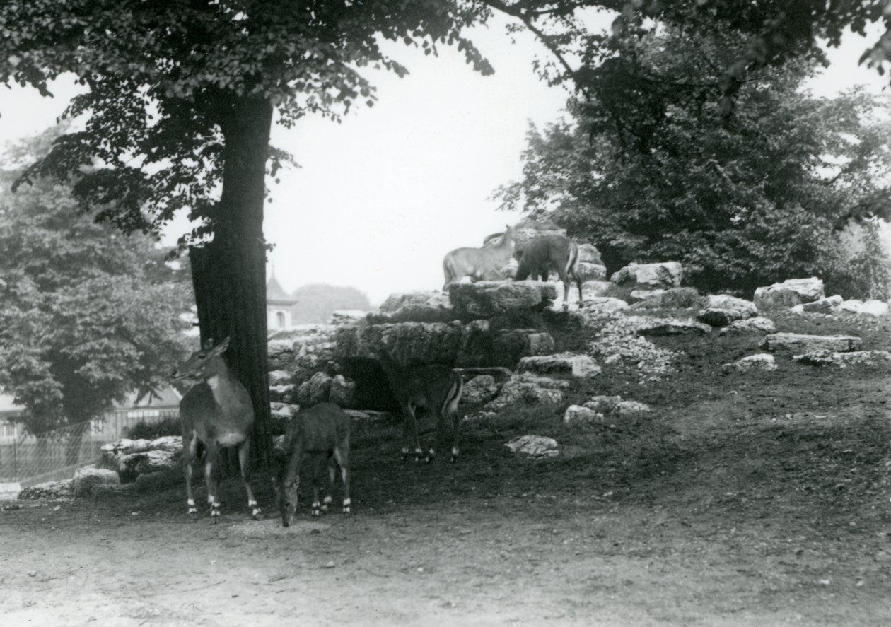 The Eland Antelope Paddock at London Zoo in 1924 by Frederick William Bond