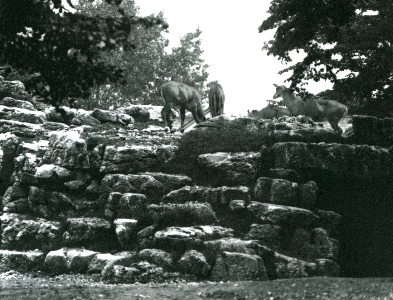 The Eland Antelope Paddock at London Zoo in June 1924 by Frederick William Bond