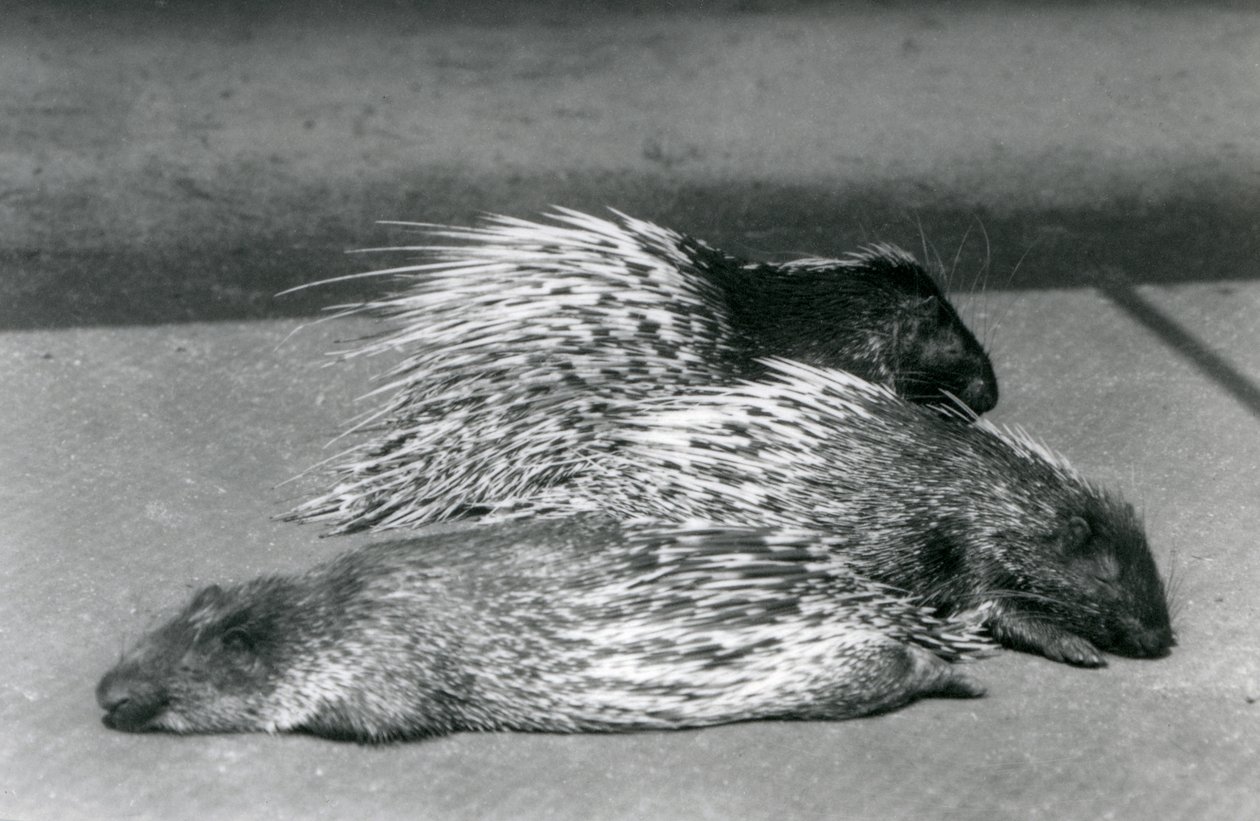 Three Cape South African Porcupines, London Zoo, 1925 by Frederick William Bond