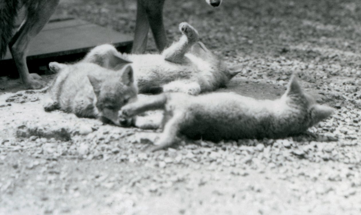 Three Coyote pups rolling on the ground, at their mother
