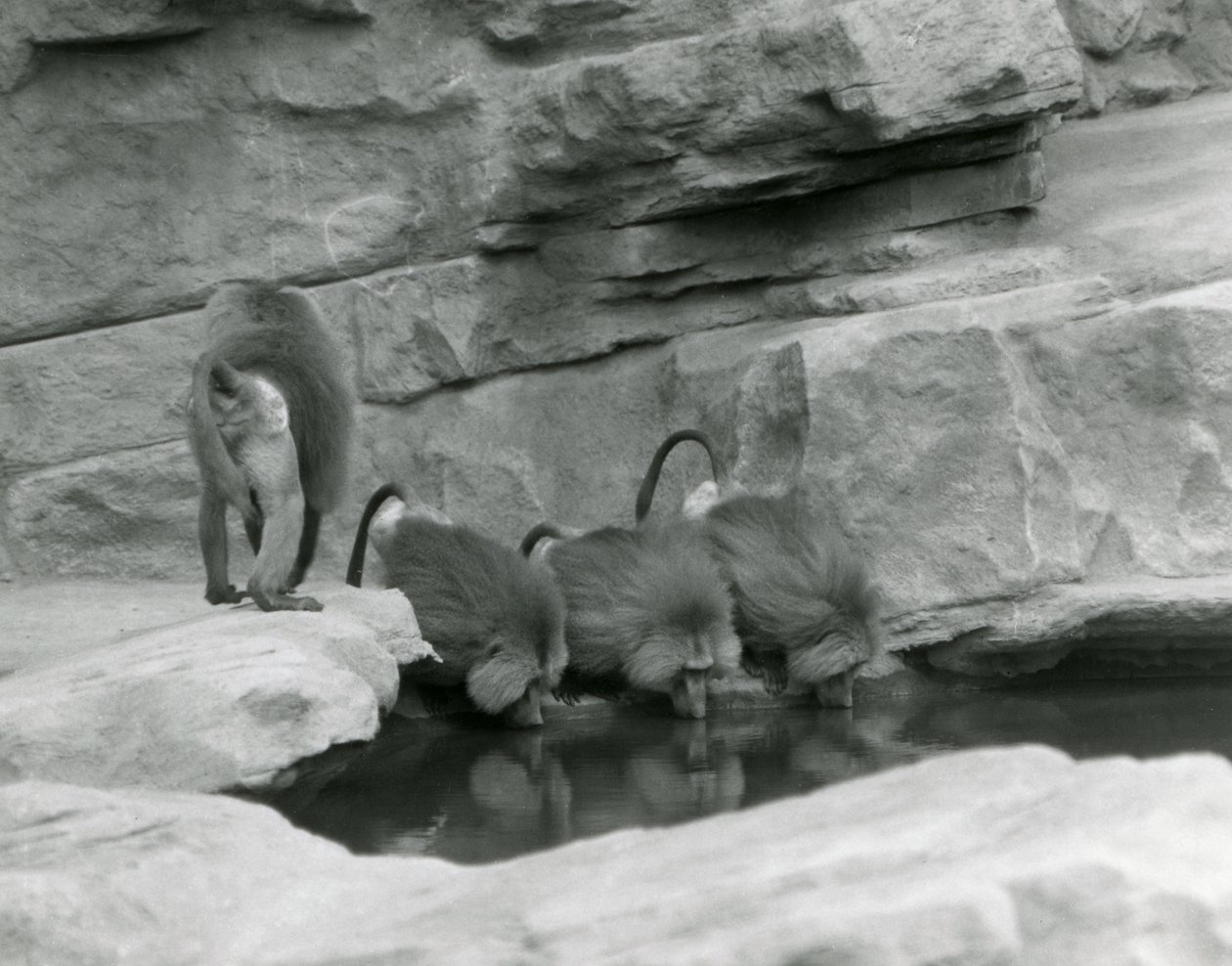Three Sacred Baboons drink from a pool in their rocky enclosure while a fourth walks away, London Zoo, June 1925 by Frederick William Bond