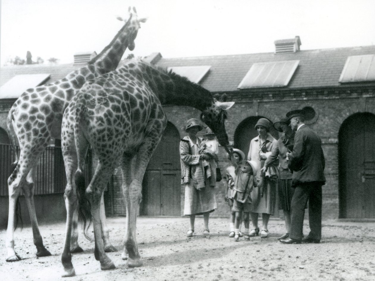 Three ladies with three small children visit the Giraffe in their paddock outside the Giraffe House, London Zoo, July 1926 by Frederick William Bond