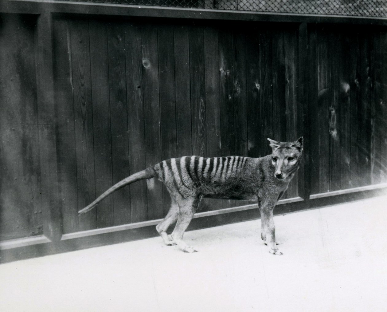Thylacine Tasmanian Wolf at London Zoo, Before 1930 by Frederick William Bond