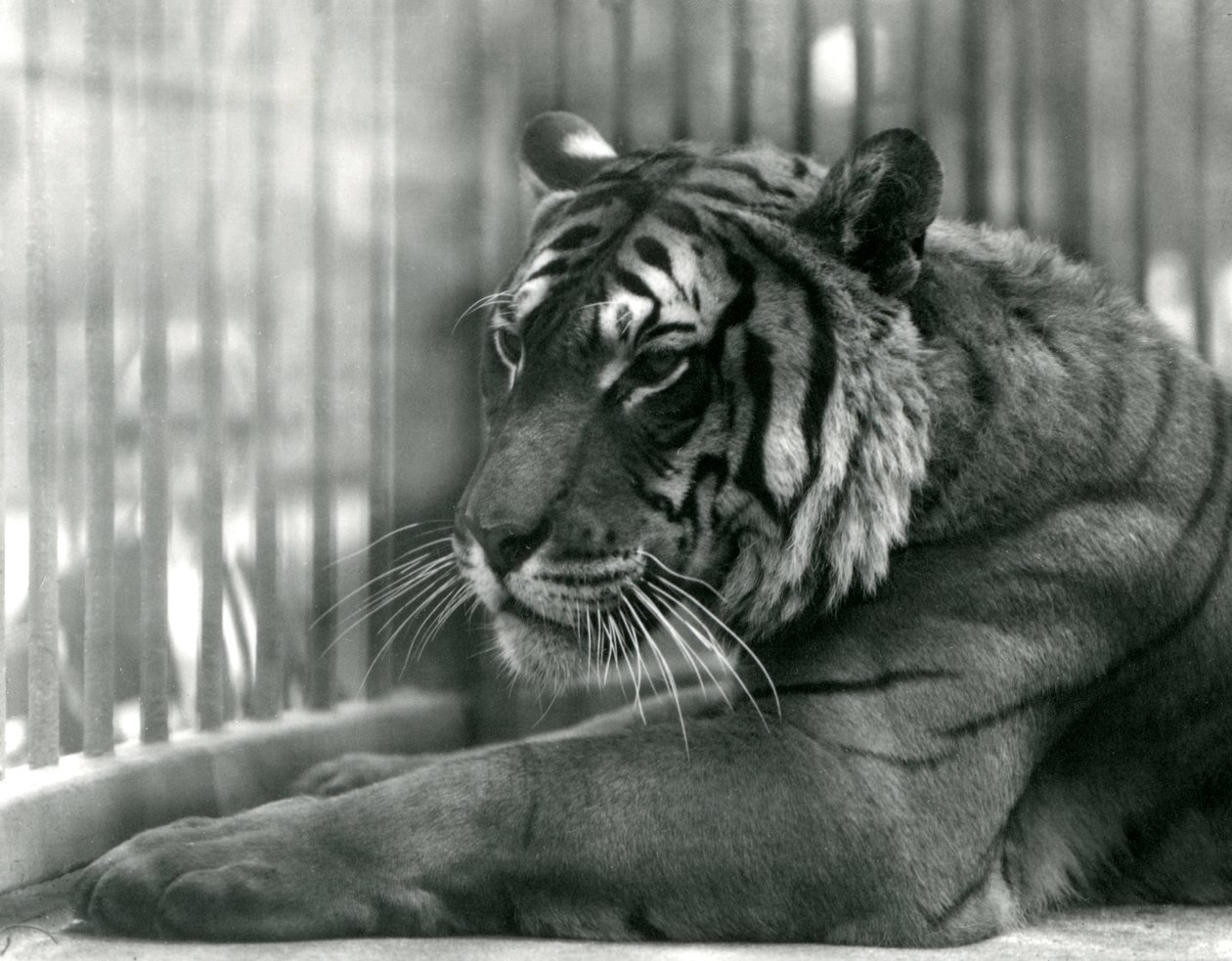 Tiger Sam at London Zoo, 1925 by Frederick William Bond