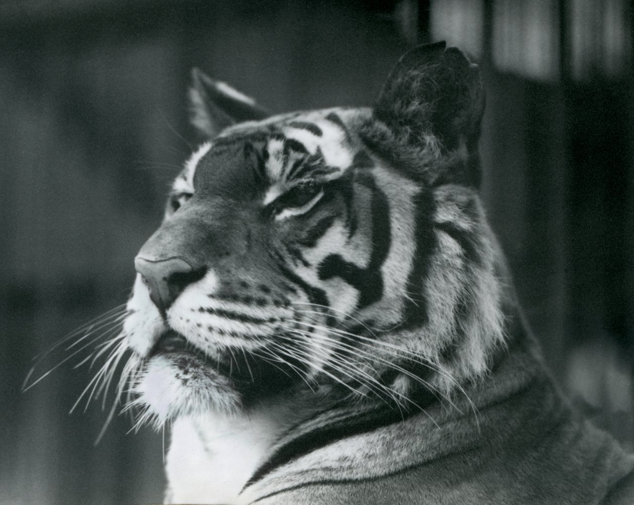 Tigress Sally at London Zoo (1927) by Frederick William Bond