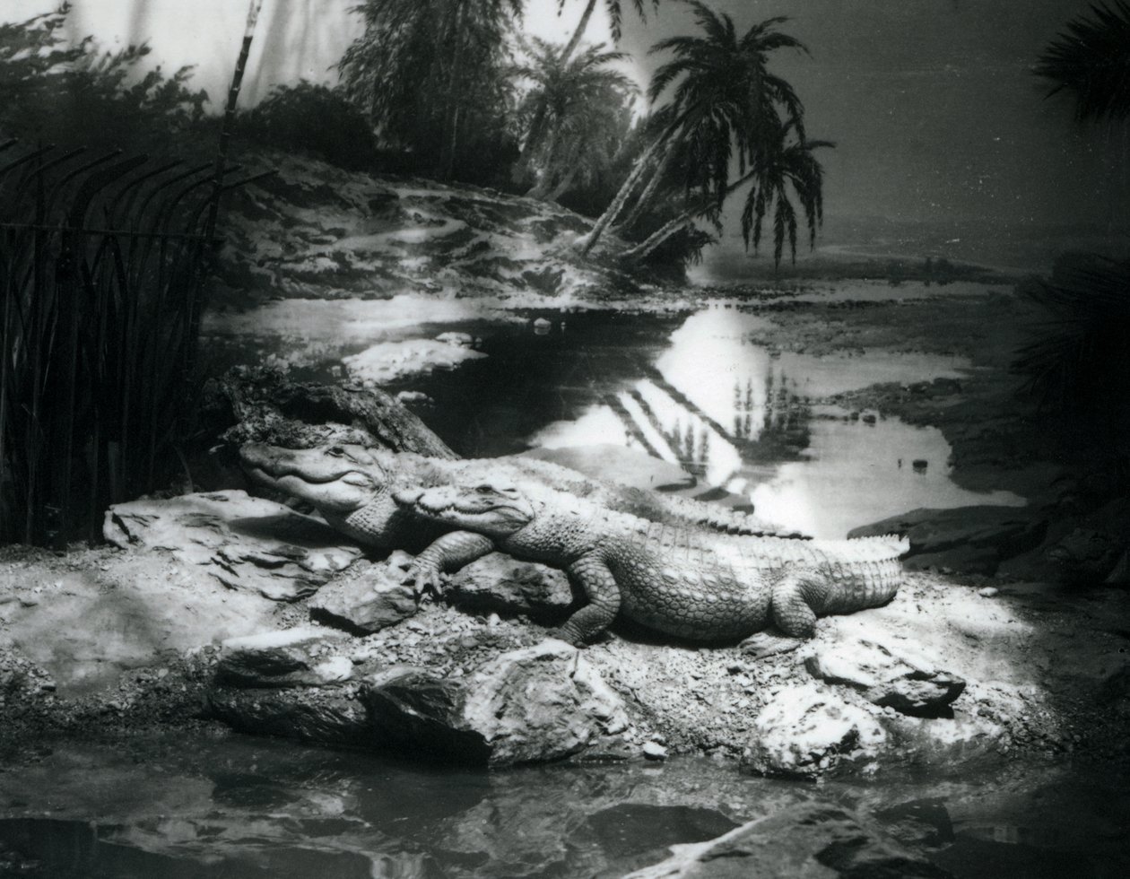 Two Alligators in a Panorama Setting, London Zoo (June 1927) by Frederick William Bond