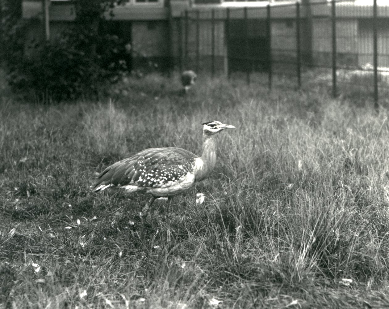 Two Arabian Bustards Standing in Their Enclosure at London Zoo, September 1927 by Frederick William Bond