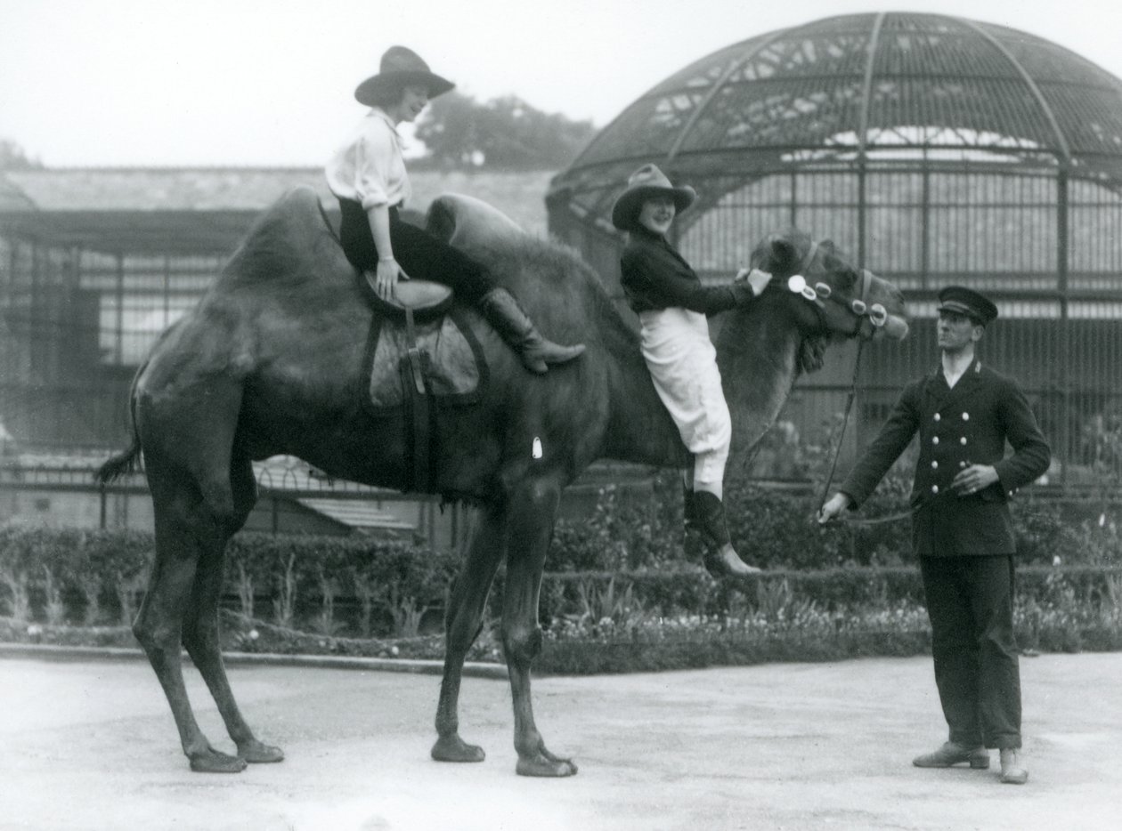 Two Cowgirls posing on a Bactrian Camel held by its keeper, London Zoo, 1924 by Frederick William Bond