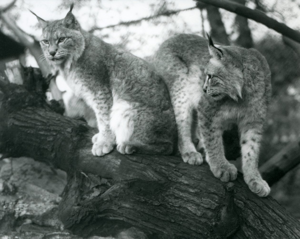 Two Northern Lynx, one sitting and one standing, on a branch, London Zoo, October 1925 by Frederick William Bond