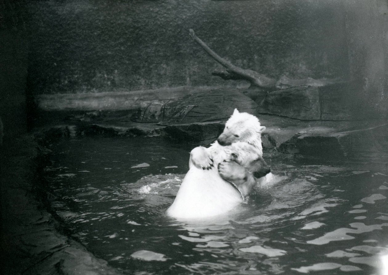 Two Polar Bears, Including a Juvenile, Hugging and Playing in a Pool at London Zoo, June 1922 by Frederick William Bond