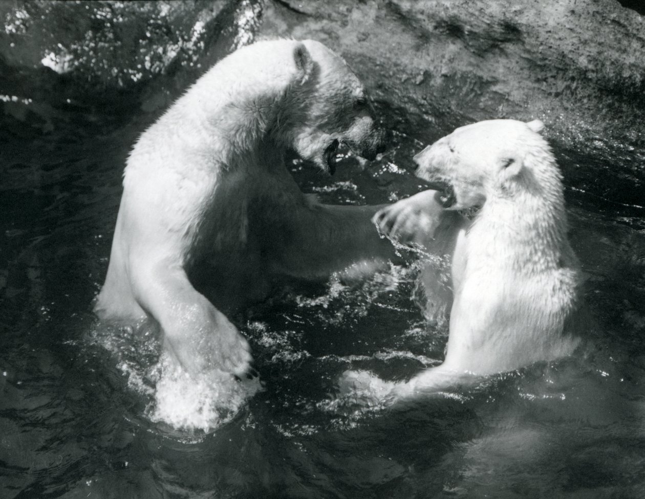 Two Polar Bears romping in their pool at London Zoo in 1926 by Frederick William Bond