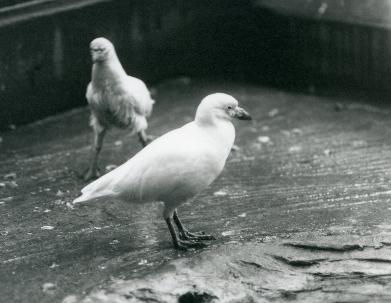 Two Snowy Sheathbills standing and walking on the ground at London Zoo, August 1927 by Frederick William Bond