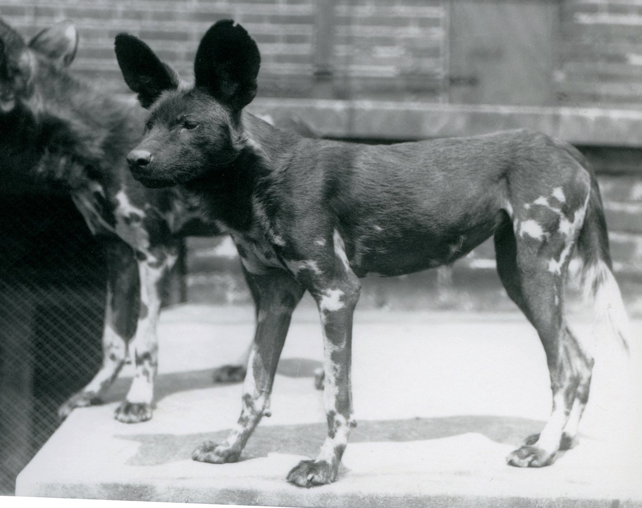 Two Somali Wild Dogs at London Zoo, July 1925 by Frederick William Bond