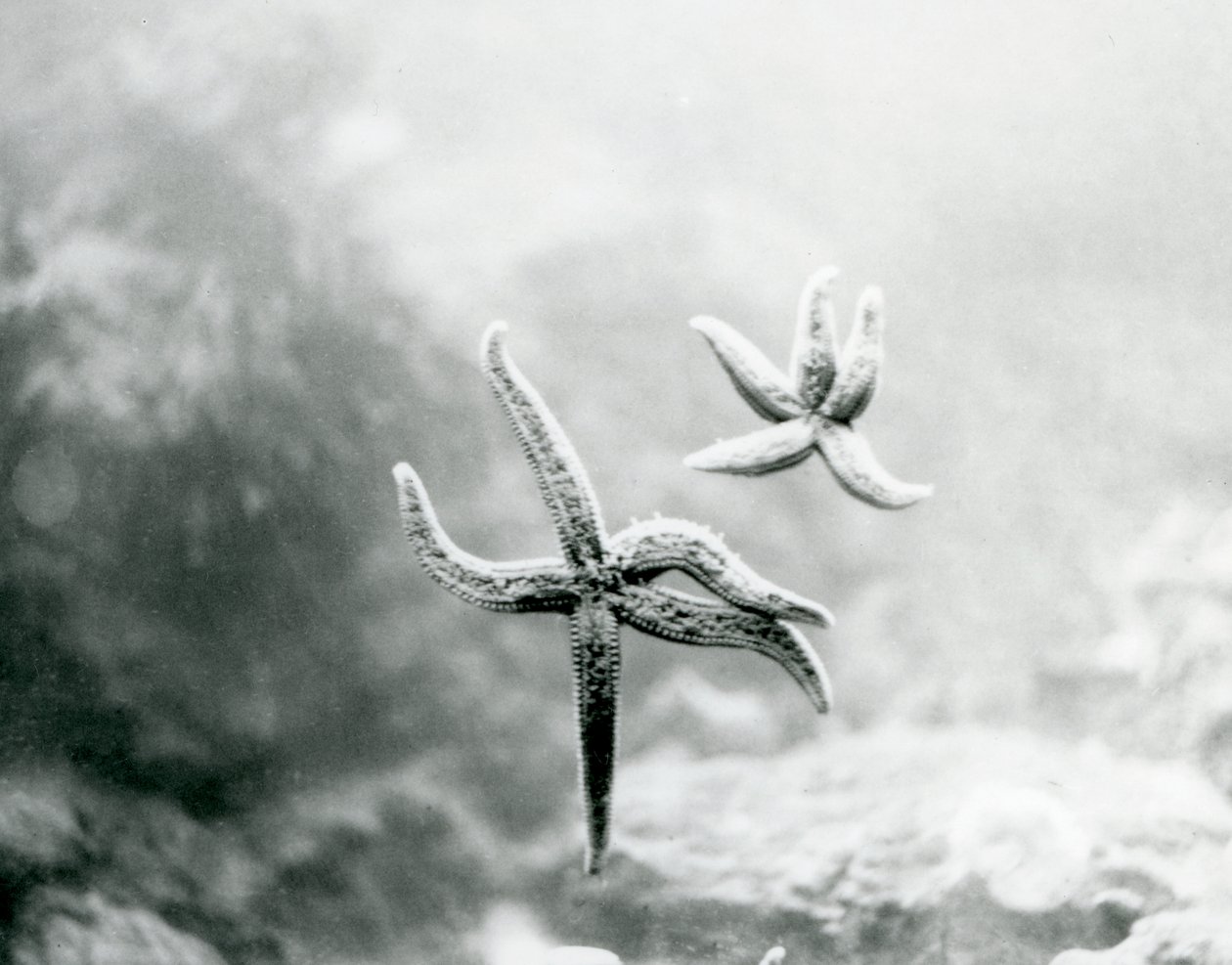 Two Starfish, on the Aquarium Glass, Showing Their Undersides at London Zoo in March 1925 by Frederick William Bond