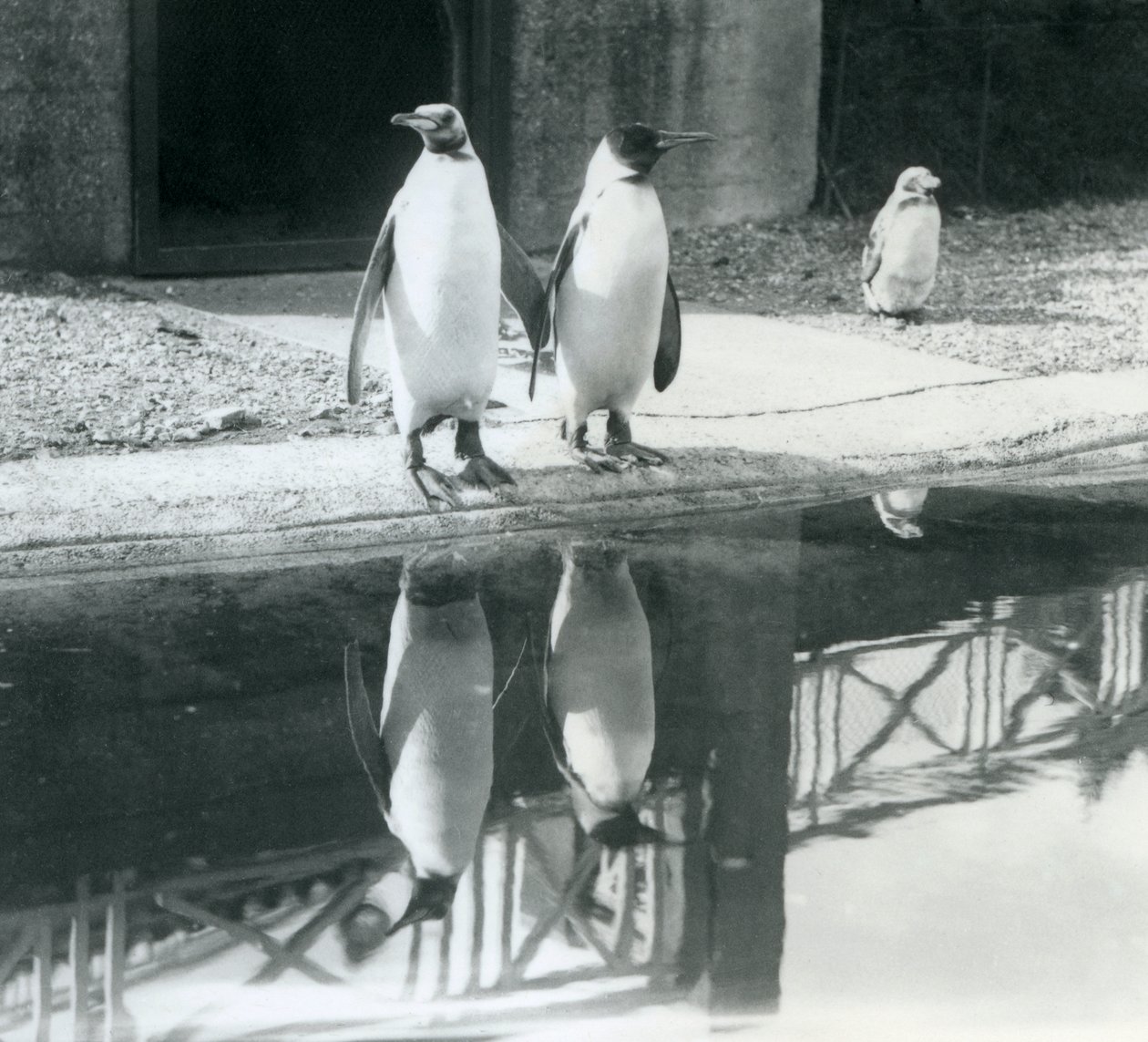 Two Adult King Penguins Standing by Their Pool with Their Reflections in the Water, London Zoo by Frederick William Bond