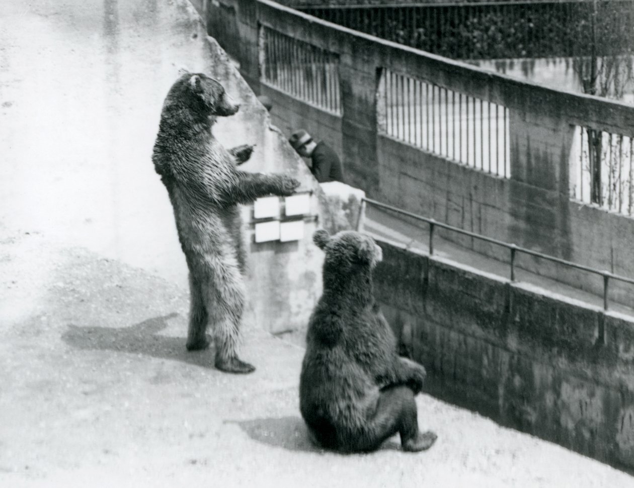 Brown Bears at London Zoo, July 1925 by Frederick William Bond