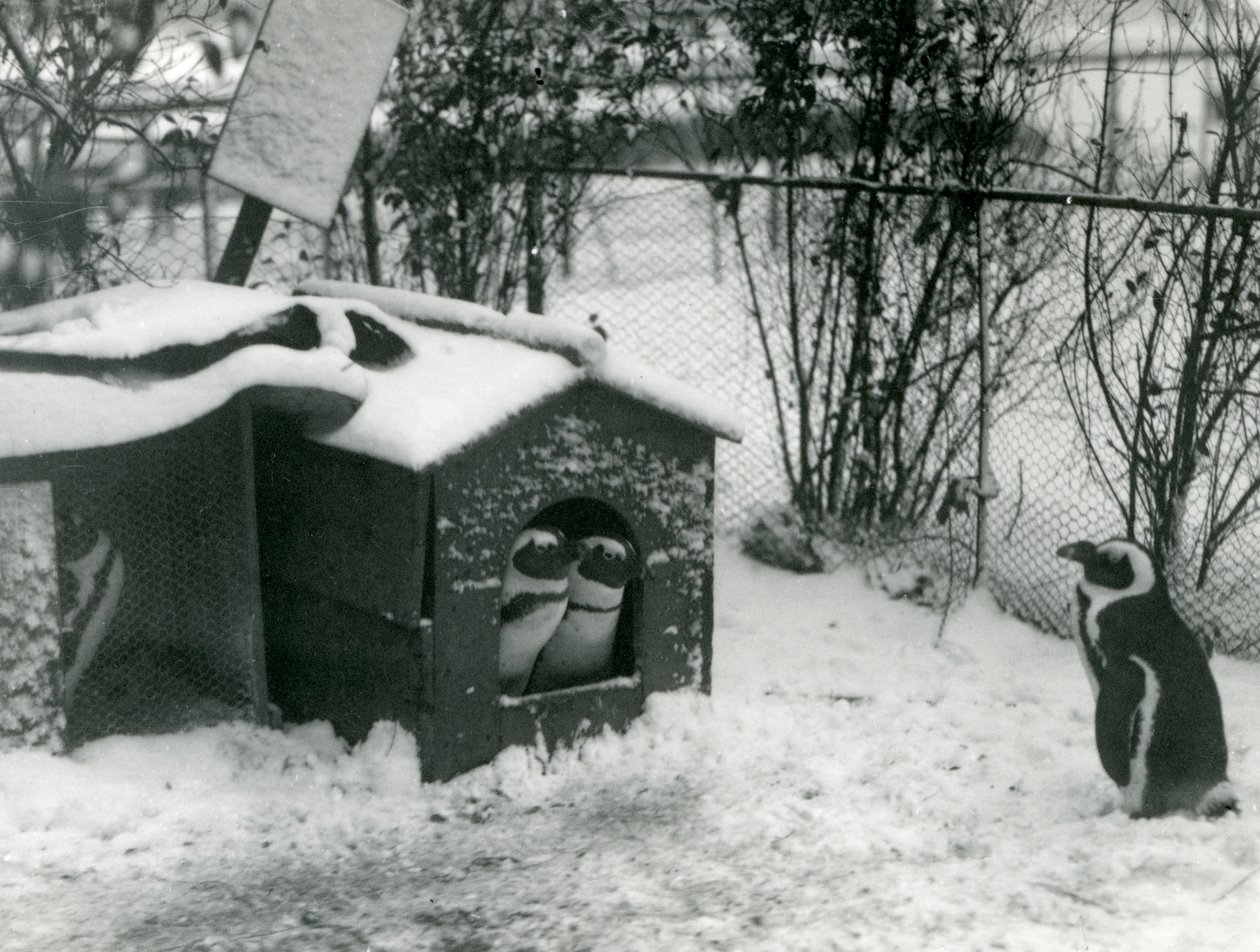 Two Endangered Black-Footed Penguins Look Out of Their Nesting Box, in the Snow, While Another Looks On, London Zoo, 1924 by Frederick William Bond