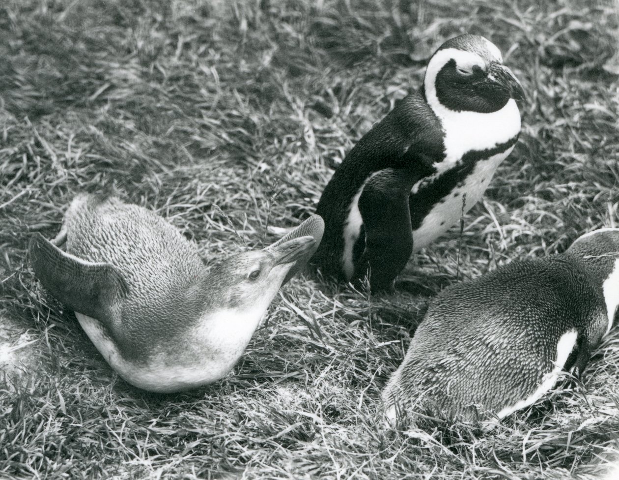 Black-footed Penguins at London Zoo, April 1925 by Frederick William Bond