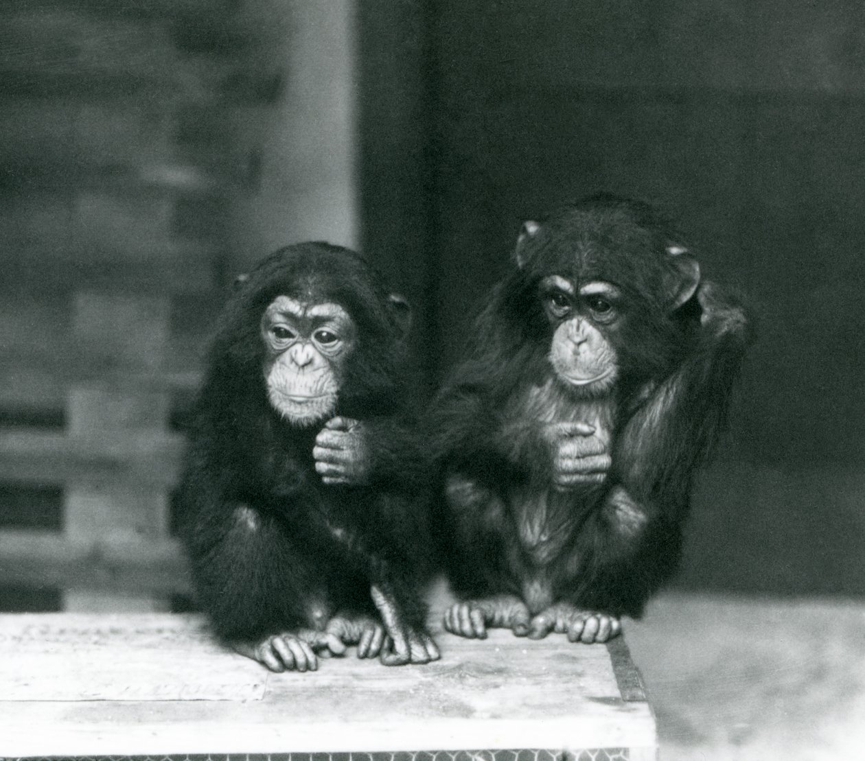 Two young Chimpanzees sitting on a wooden crate, London Zoo by Frederick William Bond
